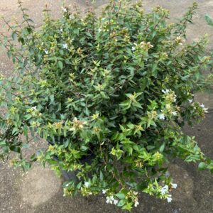 Abelia - Grandiflora