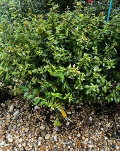 Abelia - Rose Creek