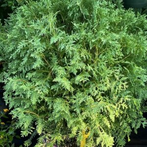 Arborvitae - Planet Earth