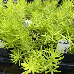 Carpet Sedum - Needle Stonecrop