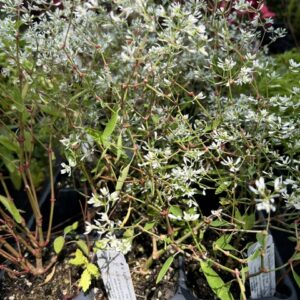 Euphorbia hypericifolia