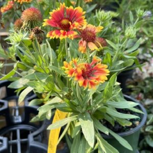 Gaillardia grandiflora (Blanket Flower)