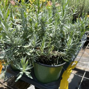 Lavender - Ellagance Snow