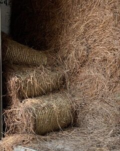 Long Needle Pine Straw
