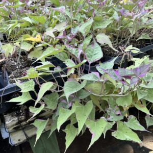 Tricolor Sweet Potato Vine