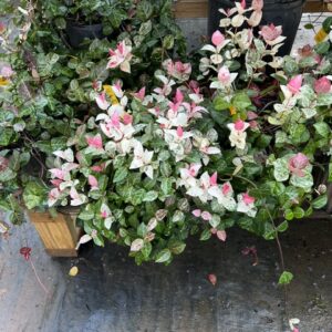 Asiatic Jasmine - Snow n' Summer