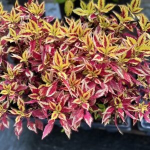 Coleus Pineapple Splash