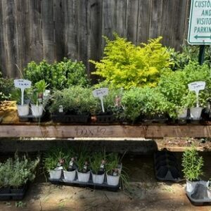 Kitchen Garden Sale