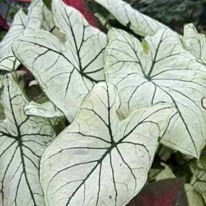 Caladium 'Allure'