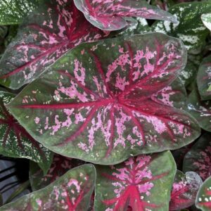 Caladium 'Carolyn Whorton'