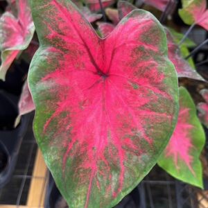 Caladium 'Frieda Hemple'