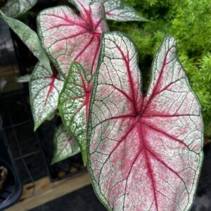 Caladium 'Southern Charm'