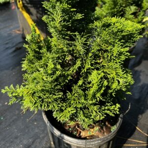 Chamaecyparis obtusa (Dwarf Hinoki Cypress)