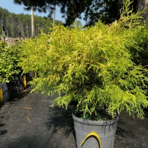 Chamaecyparis pisifera 'Paul's Gold' (Paul's Gold False Cypress)