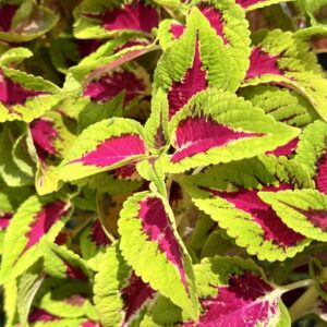Coleus 'French Quarter'