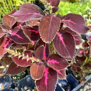 Coleus 'Kingswood Torch'