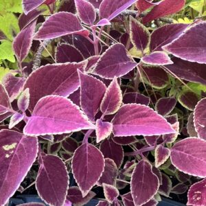 Coleus 'Volcanic Vino'