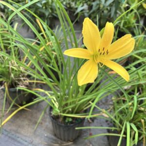 Hemerocallis 'Stella d'Oro' Daylily