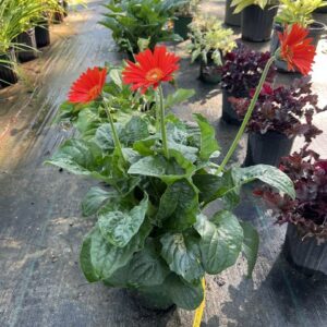 Gerbera Daisies