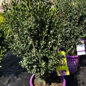 Ilex crenata 'MAD-IC-I' Strongbox® Chubby Hubby® Japanese Holly