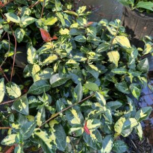 Asiatic Jasmine - Summer Sunset