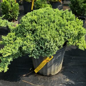 Juniperus conferta 'Blue Pacific'