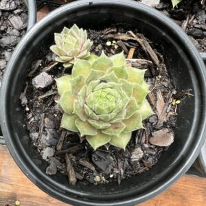 Hen & Chicks