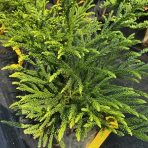 Cryptomeria japonica 'Globosa Nana'
